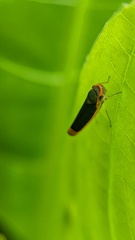 Stephanolla rufoapicata