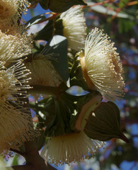Eucalyptus youngiana