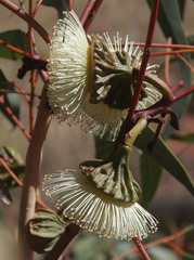 Eucalyptus youngiana