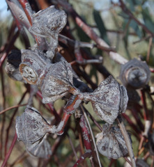 Eucalyptus youngiana