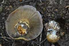 Glaucopodes