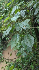 Lycianthes sanctaeclarae