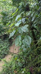 Lycianthes sanctaeclarae