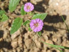 Mirabilis ovata