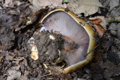 Glaucopodes