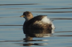 Tachybaptus ruficollis