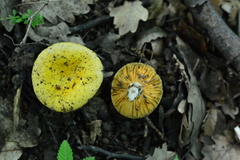 Russula acetolens