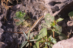 Trachylepis tessellata