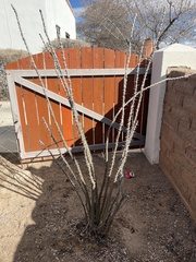 Fouquieria splendens