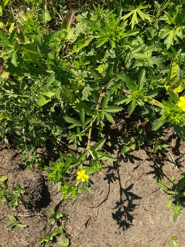 Potentilla norvegica iNat (1)