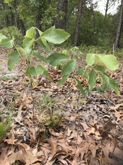 Toxicodendron pubescens
