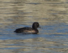 Aythya fuligula