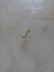 Stagmatoptera femoralis