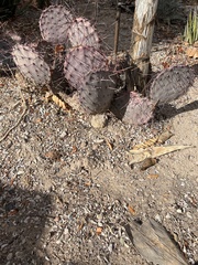 Opuntia azurea