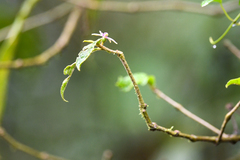 Lycianthes sanctaeclarae