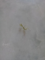 Stagmatoptera femoralis