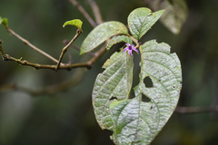 Lycianthes sanctaeclarae