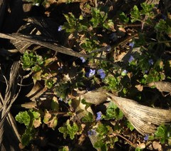 Veronica persica