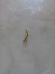 Stagmatoptera femoralis