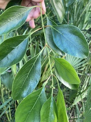 Citharexylum spinosum
