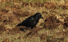 Corvus corone