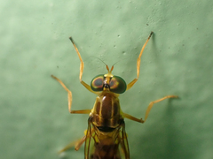 Merosargus aureonitens