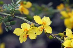 Parkinsonia texana macra