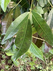Turnera ulmifolia image