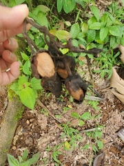 Pourouma cecropiifolia