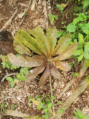 Pourouma cecropiifolia