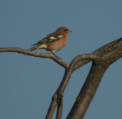 Fringilla coelebs