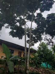 Pourouma cecropiifolia