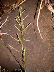 Urochloa mutica