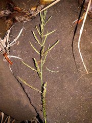 Urochloa mutica