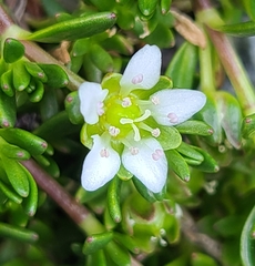 Arenaria serpens