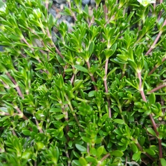 Arenaria serpens