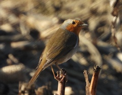 Erithacus rubecula
