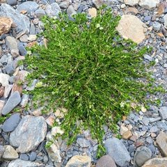 Arenaria serpens