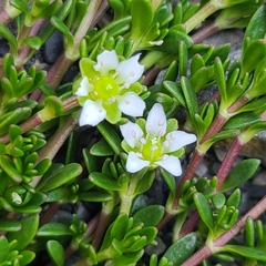 Arenaria serpens