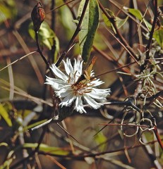 Barnadesia odorata