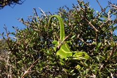 Naultinus gemmeus