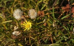 Senecio inaequidens