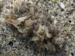 Orchestoidea tuberculata