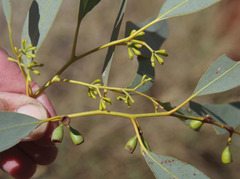 Eucalyptus lucasii