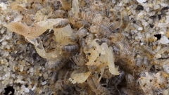 Orchestoidea tuberculata