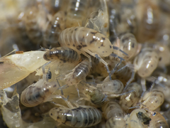 Orchestoidea tuberculata