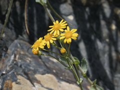 Senecio nigrescens