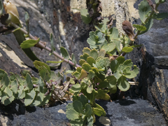 Senecio nigrescens