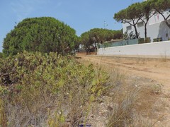 Pycnocomon rutifolium