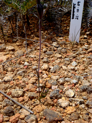 Thelymitra matthewsii